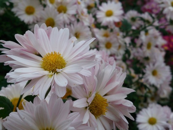 2014年秋　菊の季節 野菊DSC_2331__