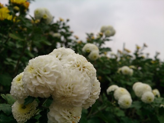 2014年秋　菊の季節 野菊DSC_2313__