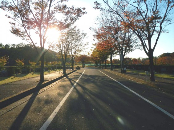 2014年11月14日 さいたま市営霊園思い出の里 の紅葉DSCN5896