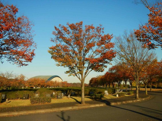 2014年11月14日 さいたま市営霊園思い出の里 の紅葉DSCN5901