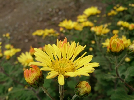 2014年秋　菊の季節 野菊DSC_2312__