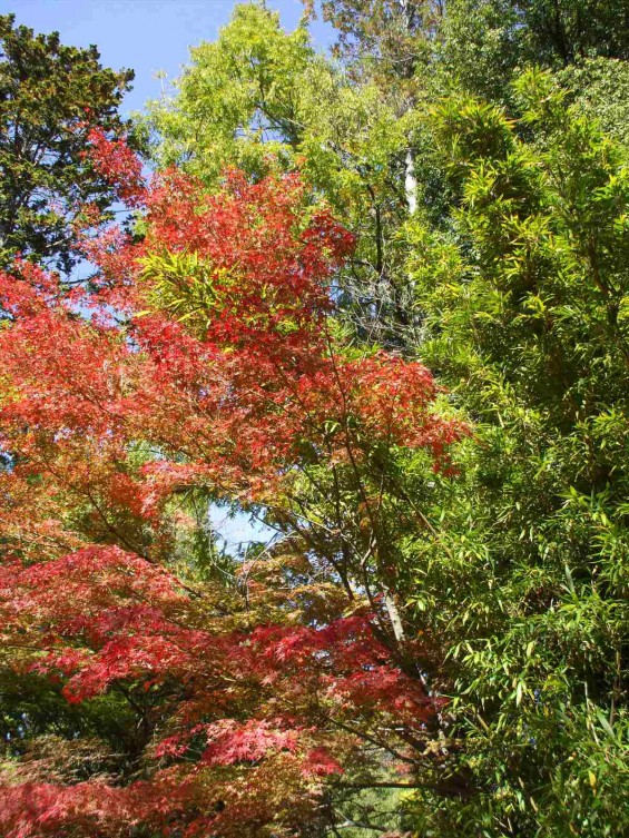 20141030 長野県上田城跡公園の紅葉DSCF6077