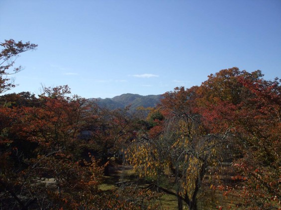 20141030 長野県懐古園（小諸城跡）の紅葉DSCF6056_