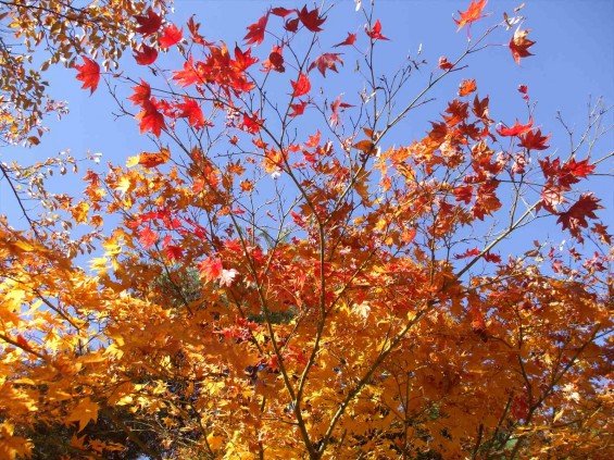 20141030 長野県懐古園（小諸城跡）の紅葉DSCF6045_