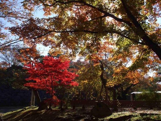 20141030 長野県懐古園（小諸城跡）の紅葉DSCF6037_