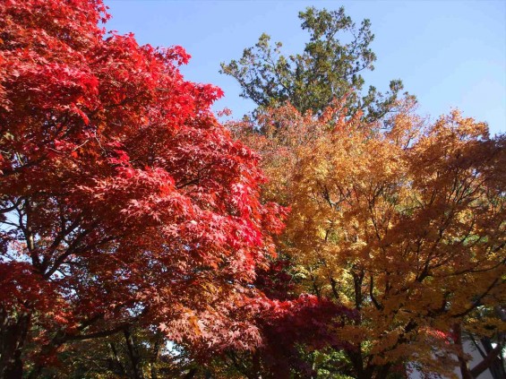 20141030 長野県懐古園（小諸城跡）の紅葉DSCF6044_