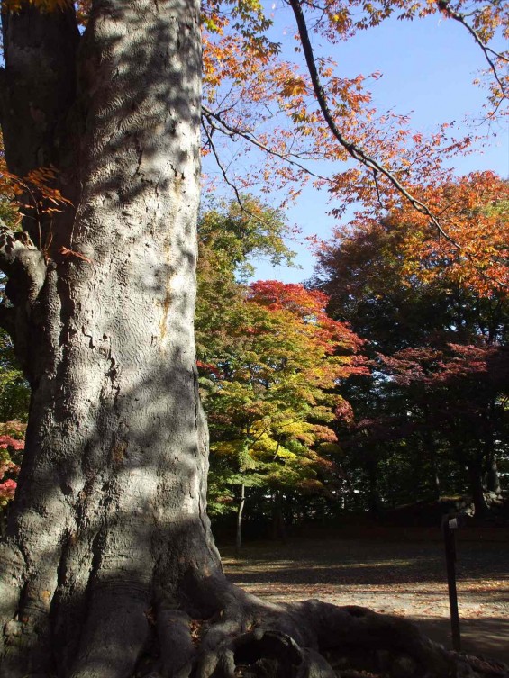 20141030 長野県懐古園（小諸城跡）の紅葉DSCF6035_