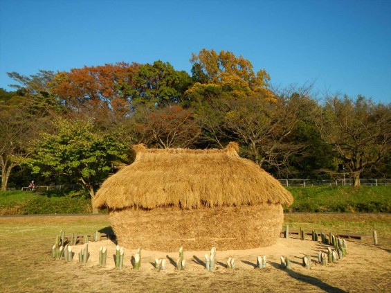 2014年11月14日 さいたま市営霊園に行く途中で見かけた、見沼田んぼの「フナノ」DSCN5877