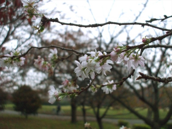 20141113　埼玉県さいたま市　大宮花の丘の寒桜DSCF6139