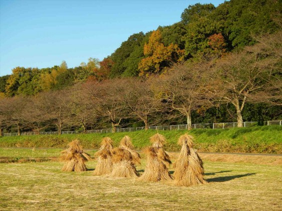 2014年11月14日 さいたま市営霊園に行く途中で見かけた、見沼田んぼの「フナノ」DSCN5879