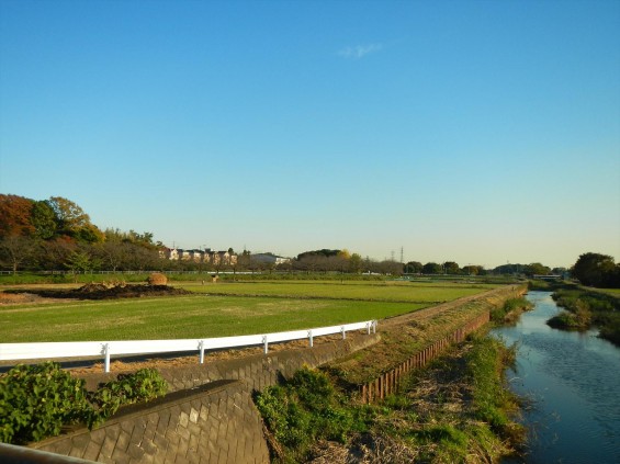 2014年11月14日 さいたま市営霊園に行く途中で見かけた、見沼田んぼの「フナノ」 加田屋川 DSCN5889