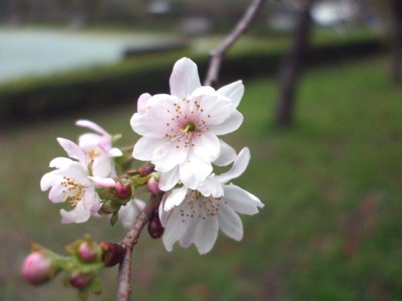 20141113　埼玉県さいたま市　大宮花の丘の寒桜DSCF6140