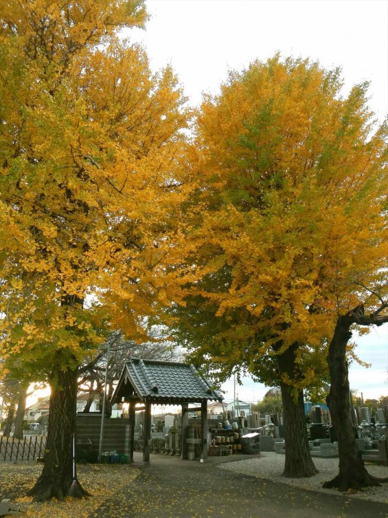 埼玉県伊奈町小針新宿　西光寺の銀杏DSCN6450