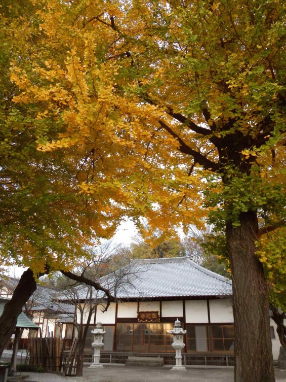 埼玉県伊奈町小針新宿　西光寺の銀杏DSCN6448