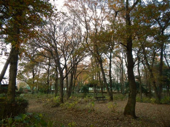 伊奈町町制記念公園 紅葉 晩秋 初冬 12月DSCN6430