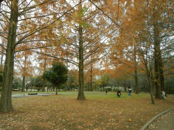 伊奈町町制記念公園 紅葉 晩秋 初冬 12月DSCN6437