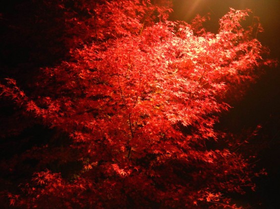 夜のモミジ 紅葉 赤いDSCN6264