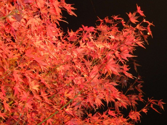 夜のモミジ 紅葉 赤いDSCN6258