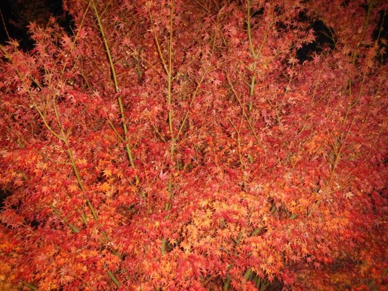 夜のモミジ 紅葉 赤いDSCN6247