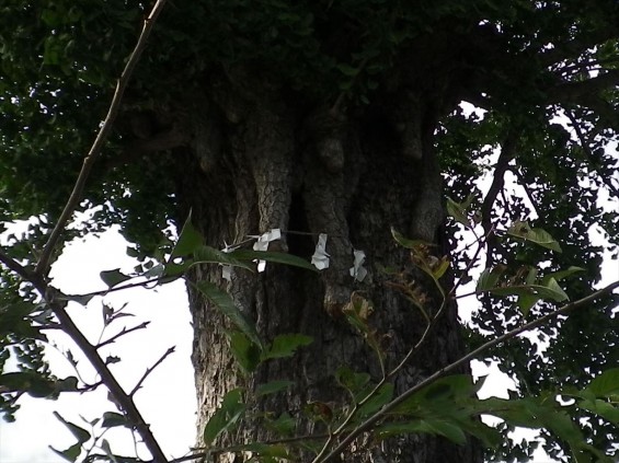 埼玉県鴻巣市 鴻神社（こうじんじゃ） 夫婦銀杏IMGP0369-