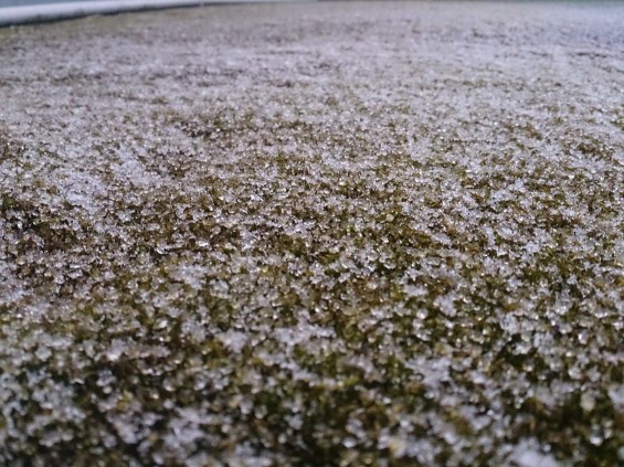 20150121 埼玉県の平野部でも雪が降ってきましたDSC_0066