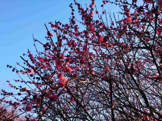 2015年2月15日　埼玉県越谷市　梅林公園　咲き具合DSC_0071