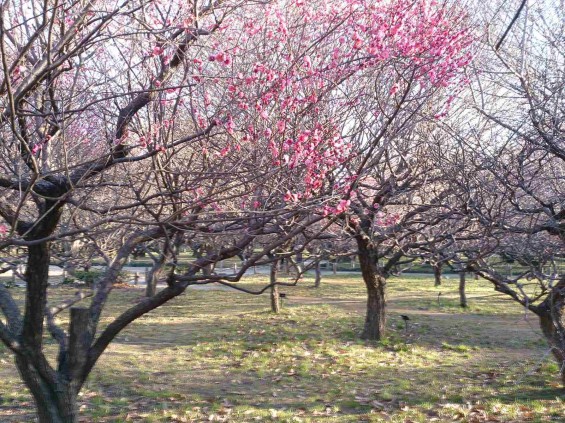 2015年2月15日　埼玉県越谷市　梅林公園　咲き具合DSC_0076(1)