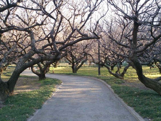 2015年2月15日　埼玉県越谷市　梅林公園　咲き具合DSC_0086(1)