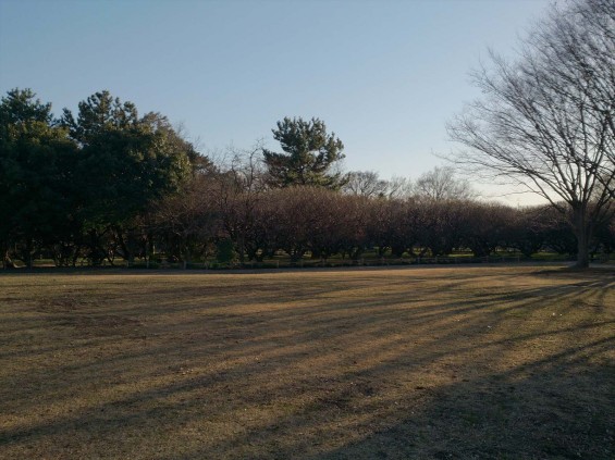 2015年2月15日　埼玉県越谷市　梅林公園　咲き具合DSC_0070