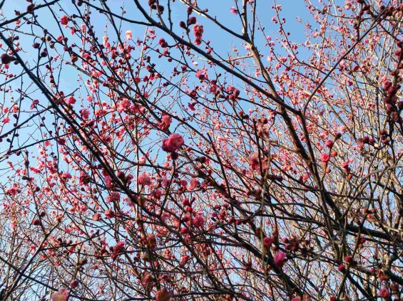 2015年2月15日　埼玉県越谷市　梅林公園　咲き具合DSC_0083(1)