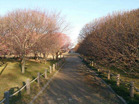 2015年2月15日　埼玉県越谷市　梅林公園　咲き具合DSC_0082