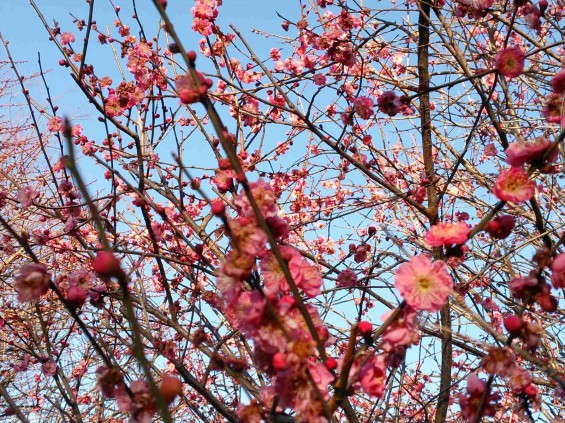 2015年2月15日　埼玉県越谷市　梅林公園　咲き具合DSC_0075(1)