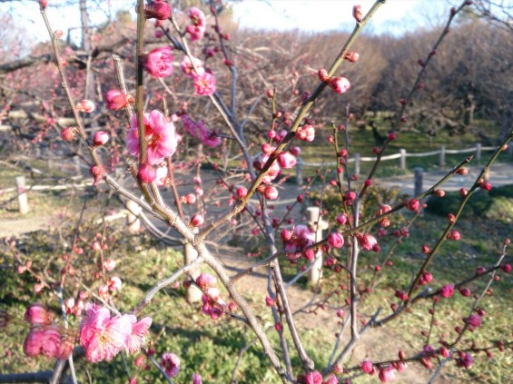 2015年2月15日　埼玉県越谷市　梅林公園　咲き具合DSC_0081(1)