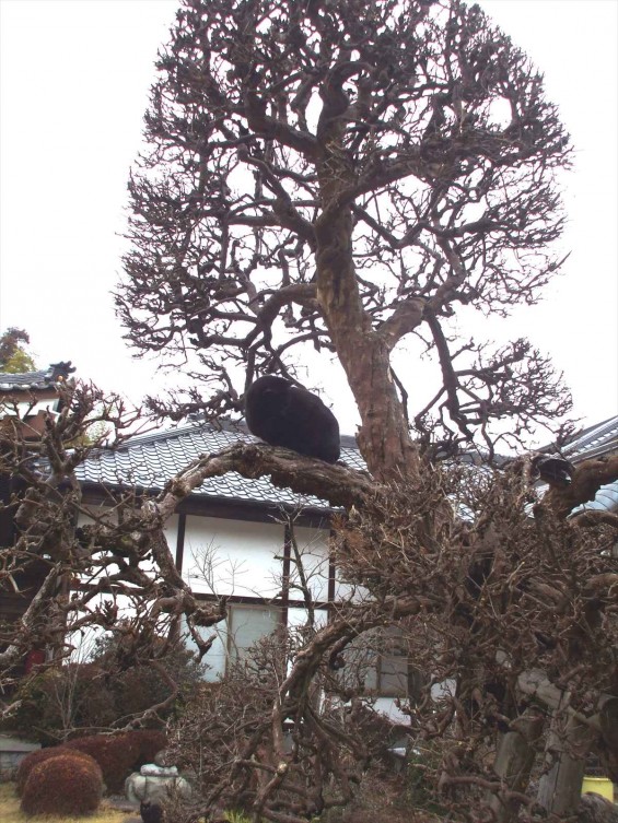 2015年2月24日 埼玉県蓮田市 秀源寺の梅と猫と鶏+DSCF6207