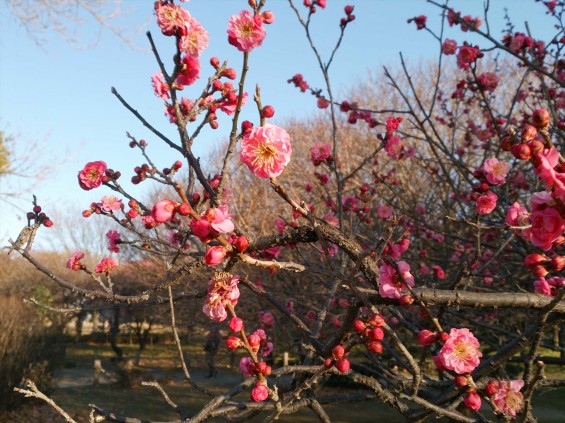 2015年2月15日　埼玉県越谷市　梅林公園　咲き具合DSC_0077