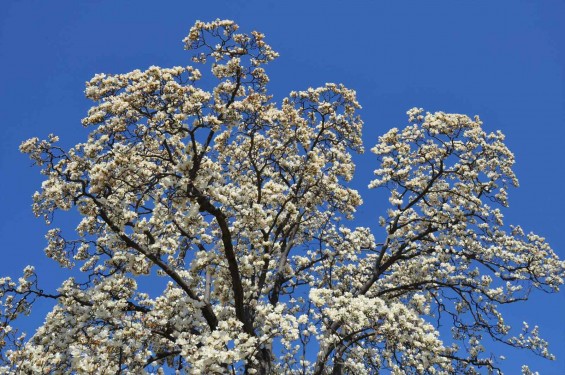 20150325 埼玉県上尾市 遍照院 モクレンの花 木蓮の花DSC_0036-