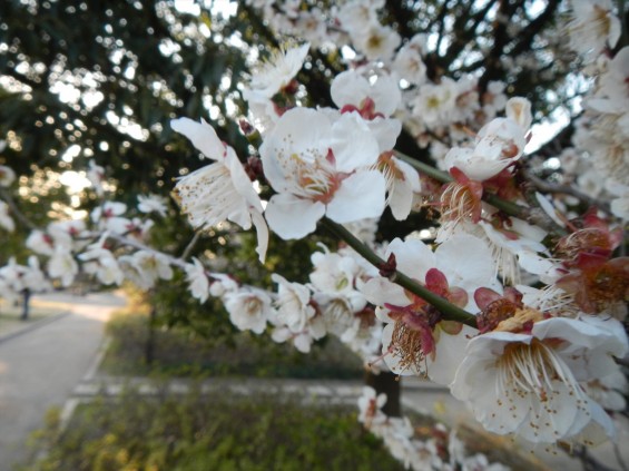 桃の節句に咲く梅DSCN6765 201503 越谷市梅林公園