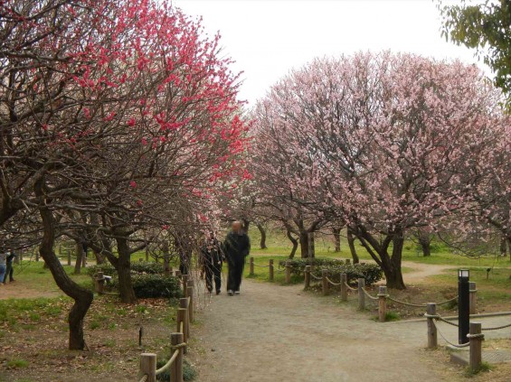 2015年3月14日梅満開の梅林　梅林公園（埼玉県越谷市）DSCN6806