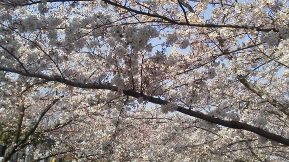 2015年3月30日 埼玉県上尾市の上尾霊園の桜が満開 2015033009340000.jpg