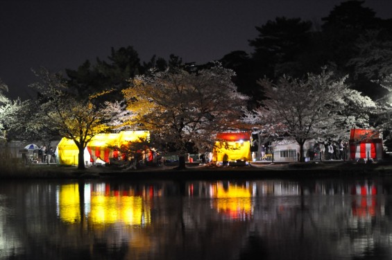 2015年3月31日　大宮公園の夜桜の花見DSC_0020
