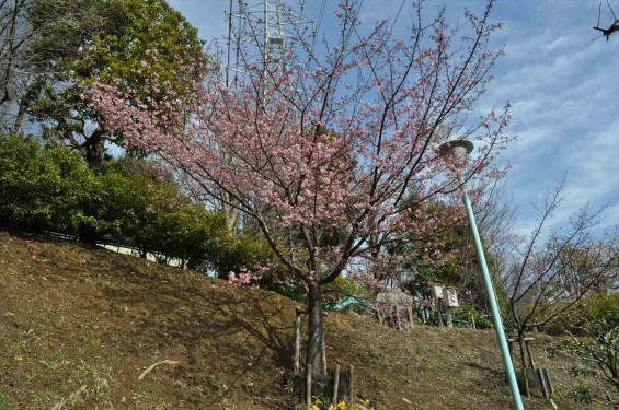 2015年3月5日 東京都町田市真光寺町 町田いずみ浄苑フォレストパークの河津桜DSC_0092