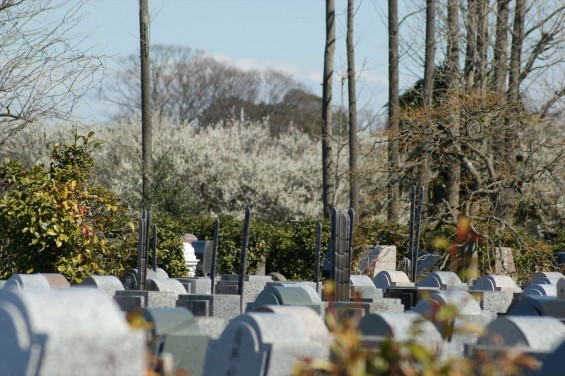 2015年3月11日 さよなら北斗星 埼玉県上尾市瓦葺 メモリアルガーデン大宮青山苑 梅画像６