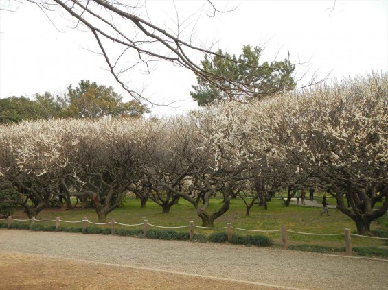 2015年3月14日梅満開の梅林　梅林公園（埼玉県越谷市）DSCN6808