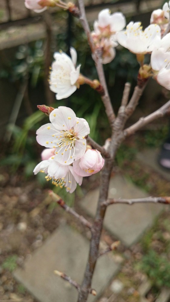 2015年3月15日 “かばざくら”の苗木に桜の花が咲きました1426303555622