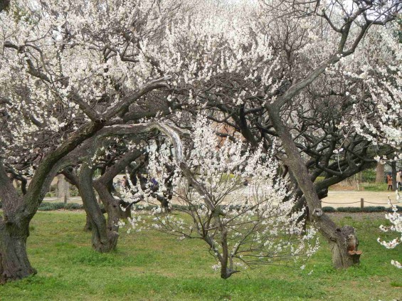 2015年3月14日梅満開の梅林　梅林公園（埼玉県越谷市）DSCN6802
