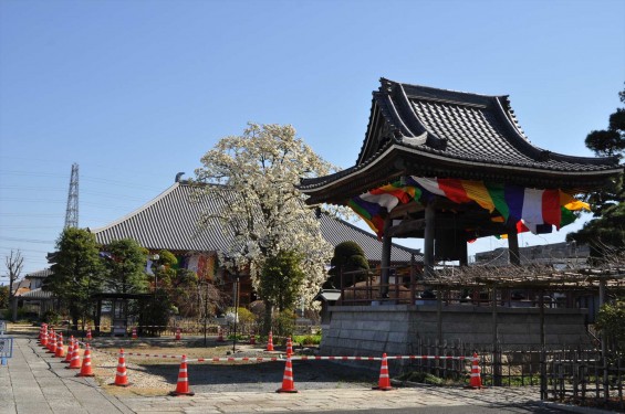 20150325 埼玉県上尾市 遍照院 モクレンの花 木蓮の花DSC_0025-