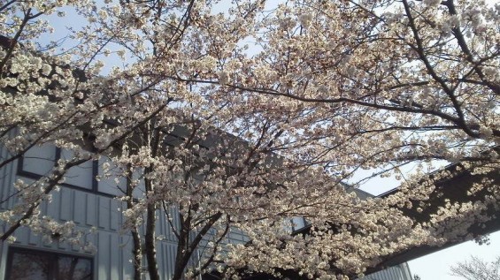 2015年3月30日 埼玉県上尾市の上尾霊園の桜が満開 2015033009450000.jpg