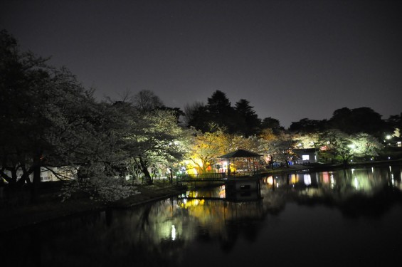 2015年3月31日　大宮公園の夜桜の花見DSC_0024
