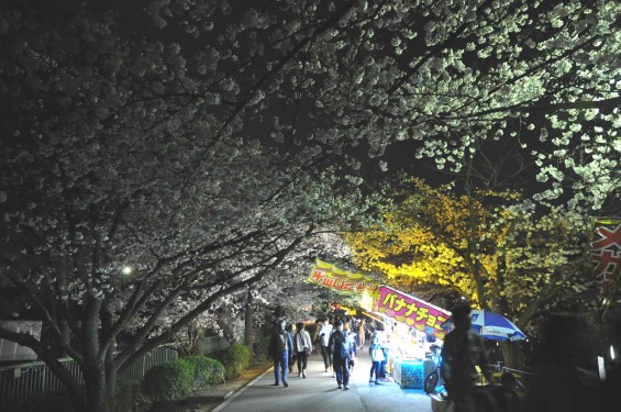 2015年3月31日　大宮公園の夜桜の花見DSC_0033