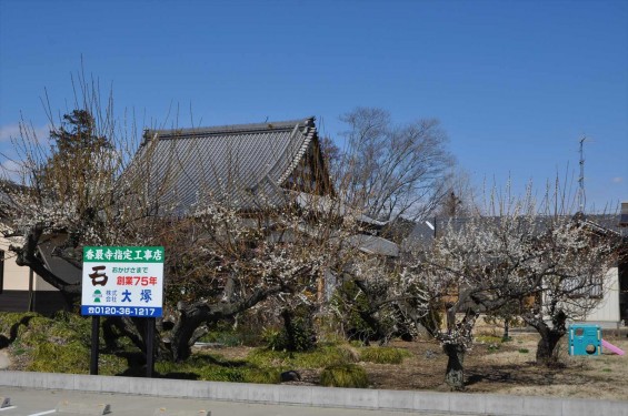 20150312 埼玉県久喜市 香最寺の梅が間もなく満開DSC_0021